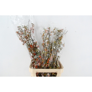 ROSA ZAFFIRO 100CM