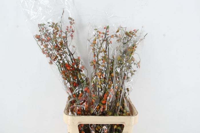 <h4>ROSA ZAFFIRO 100CM</h4>