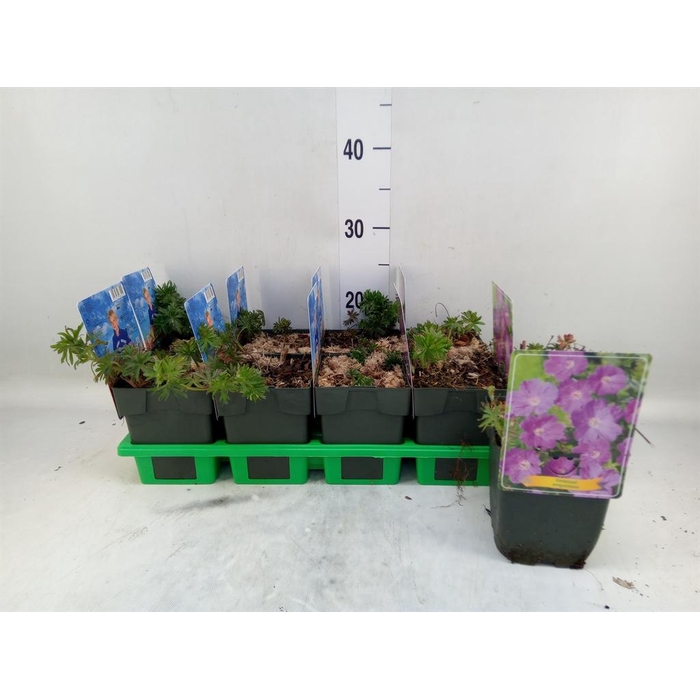 <h4>Geranium sang.</h4>