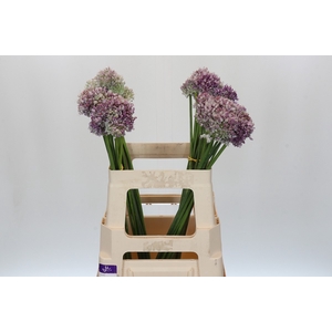 Allium Ampeloprasum