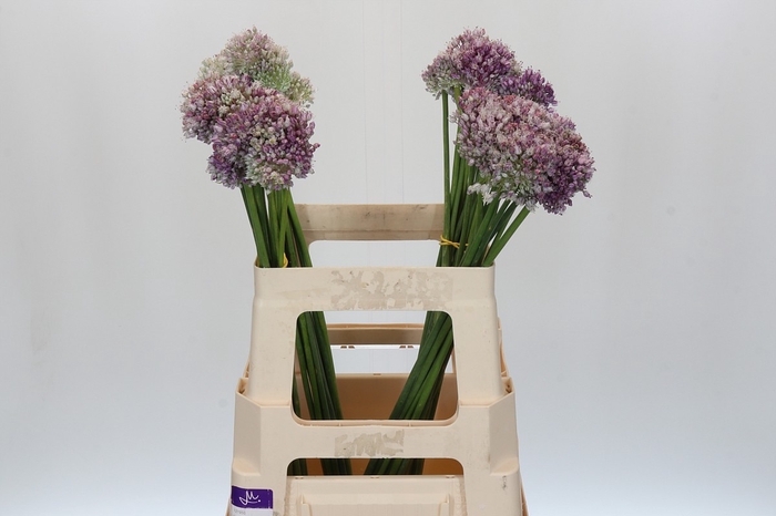 <h4>Allium Ampeloprasum</h4>