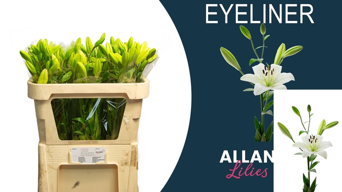 <h4>LI LA EYELINER</h4>