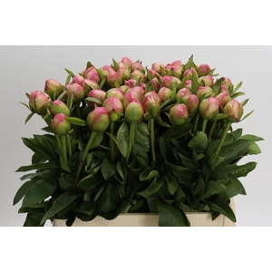 Paeonia Marty Star