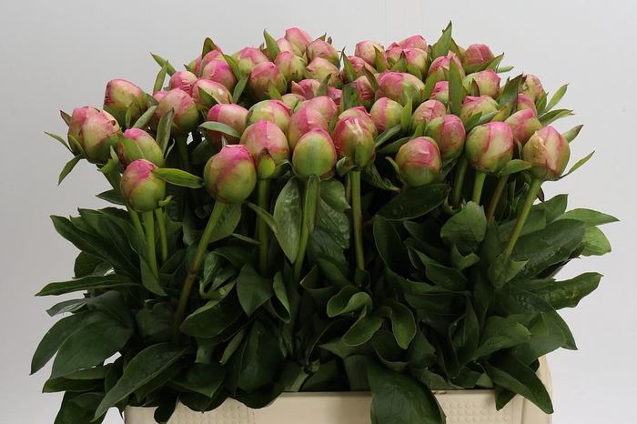 <h4>Paeonia (Lactiflora Grp) 'Marty Star'</h4>