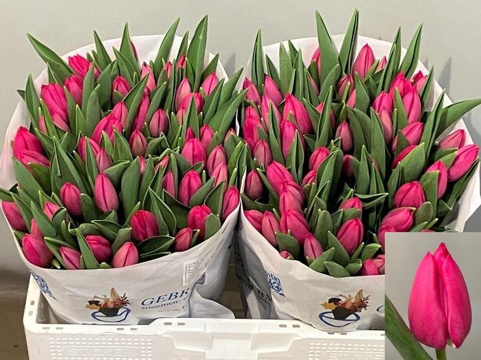 <h4>TU EN PINK ARDOUR</h4>