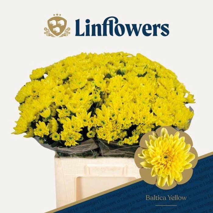 <h4>CHR TR BALTICA YELLOW CHR T BALTICA</h4>