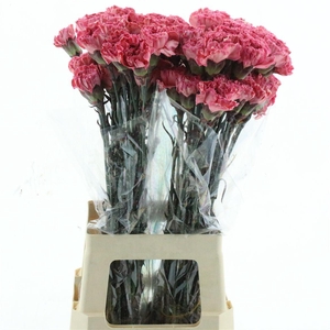 Di St Col Klb H% Cct-053