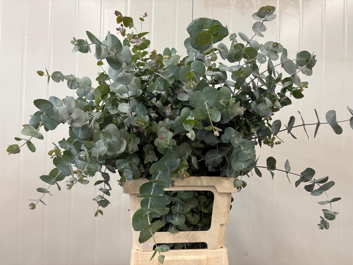 <h4>EUC CINEREA PER BOS</h4>