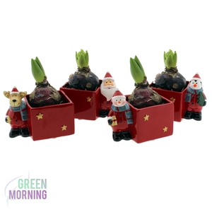 Hyacint mix in Kerst planter ( 4 assorti )