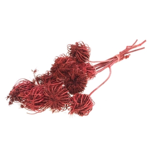 Ammi Majus Red