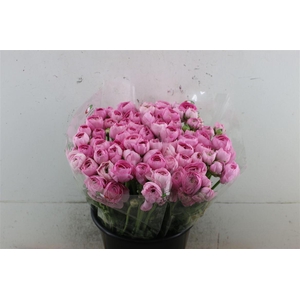 RANUNCULUS PINK