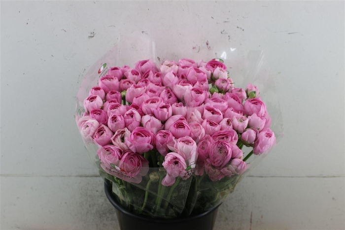 <h4>RANUNCULUS PINK</h4>