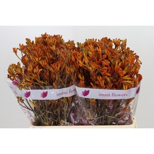 Anigozanthos Orange