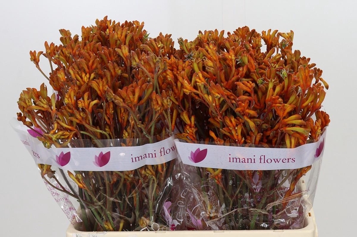 <h4>Anigozanthos Orange</h4>