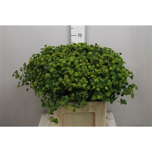 Bupleurum Rotundifol