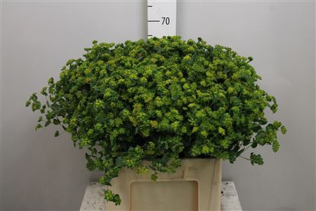 <h4>Bupleurum Rotundifol</h4>