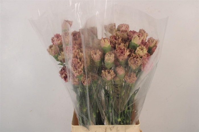 <h4>Di St Banylon</h4>