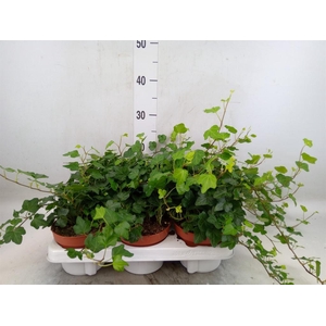 Hedera helix 'Wonder'