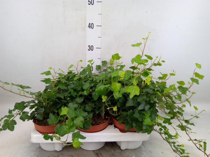 <h4>Hedera helix 'Wonder'</h4>