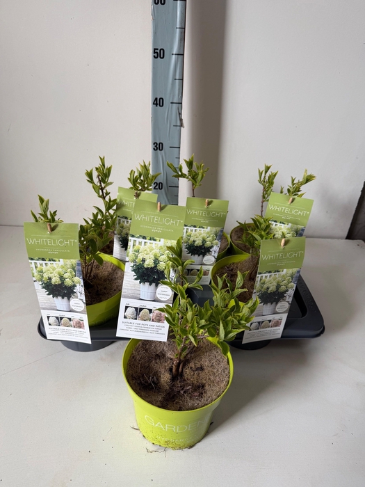 <h4>HYDR PANICULATA</h4>