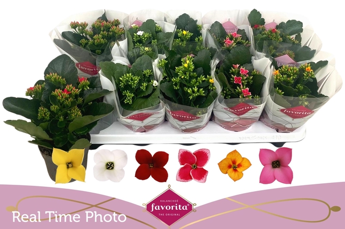 <h4>KAL EN GEM 6 KL</h4>