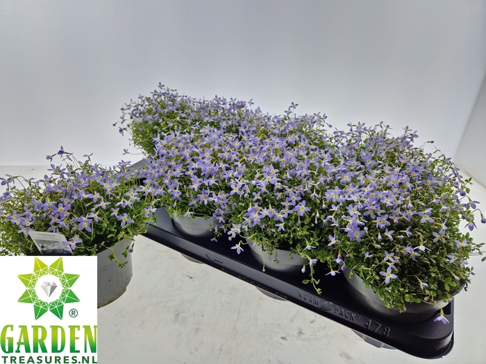 <h4>HOUST CAERULEA</h4>