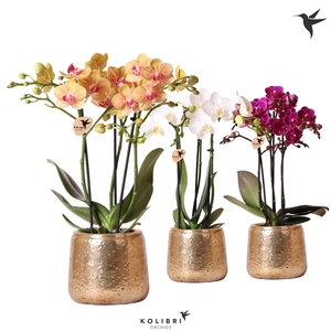 Kolibri Orchids Phalaenopsis mix 3 spike in Luxury pot gold