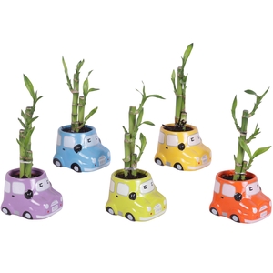 Lucky Bamboo Toef in Ceramic Pot Car Ø09cm