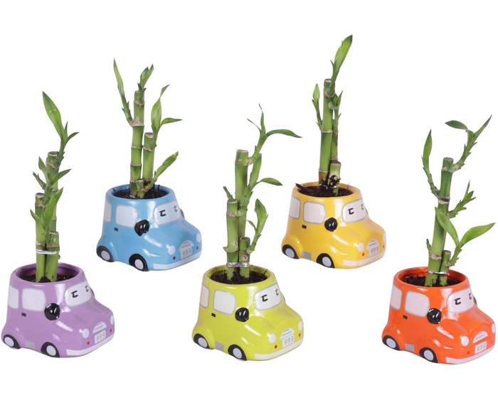 <h4>Lucky Bamboo Toef in Ceramic Pot Car Ø09cm</h4>