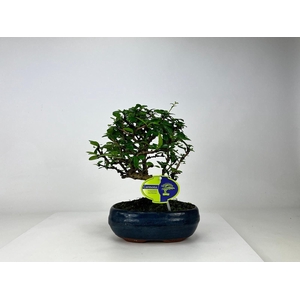 Carmona macrophylla, 19 cm., broom, without driptray