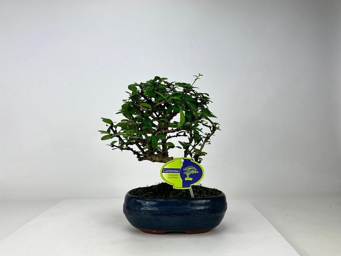 <h4>Carmona macrophylla, 19 cm., broom, without driptray</h4>