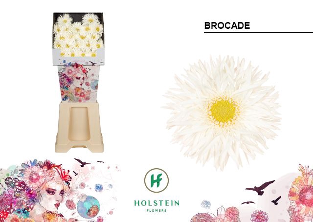 <h4>Germini Spider Brocade Diamond</h4>