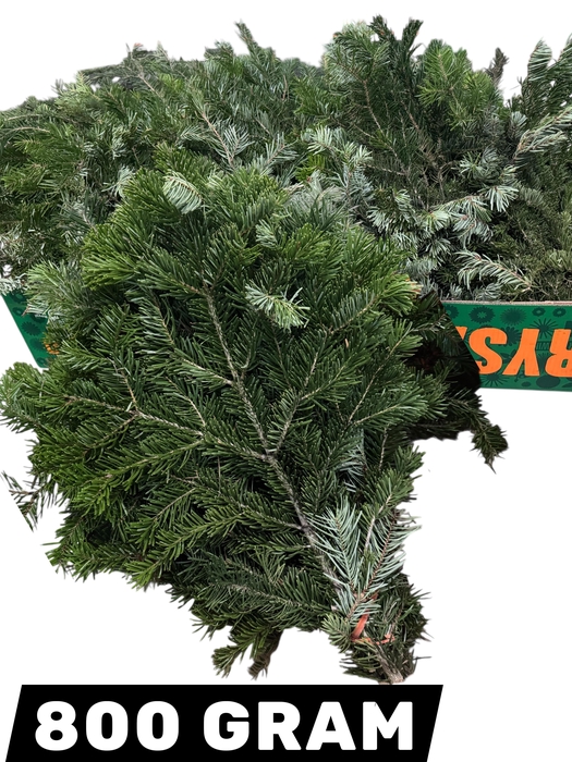 <h4>ABIES NORDMANN BS</h4>