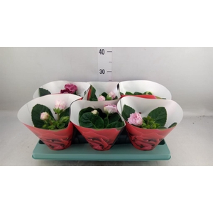 Sinningia  'Sonata'   ...mix