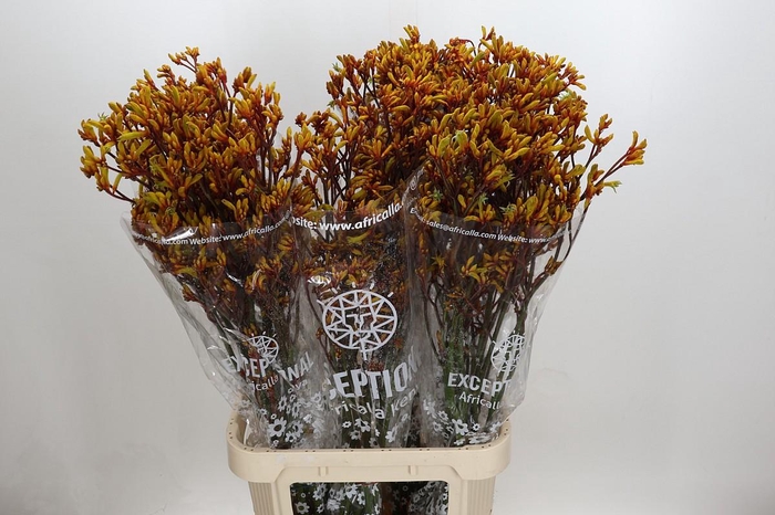 <h4>Anigozanthos Gold Fever</h4>