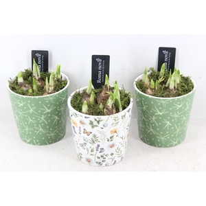 arr4 Narcis RN - Ker. Verdant Valley