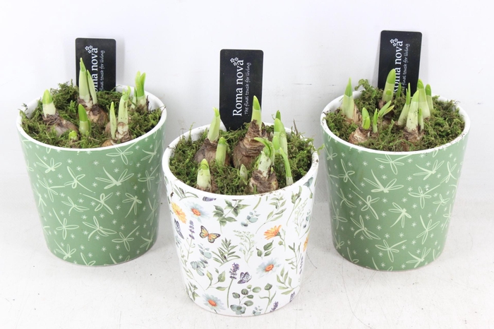 <h4>arr4 Narcis RN - Ker. Verdant Valley</h4>