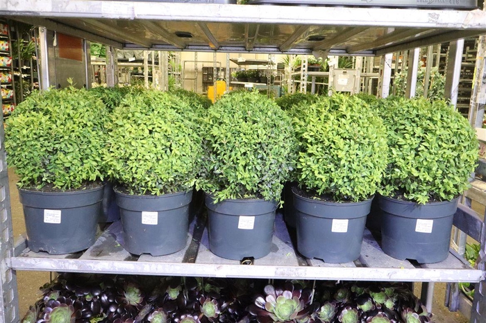 <h4>arr8 Buxu Sempervirens</h4>