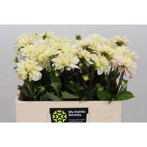Dahlia Creme Corner