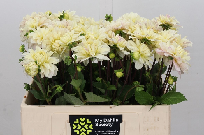 <h4>Dahlia Creme Corner</h4>