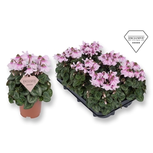Cyclamen Exclusive® Petticoat Lightpink