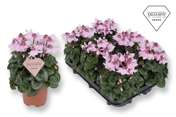 <h4>Cyclamen Exclusive® Petticoat Lightpink</h4>