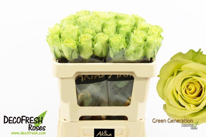 <h4>R Gr Green Generation</h4>