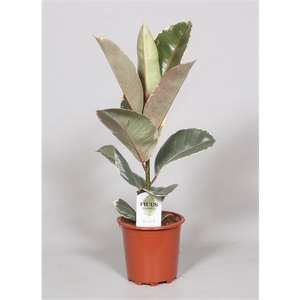 Ficus Elastica Tineke