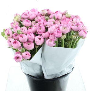 Ran El Pink Extra ( White Paper )