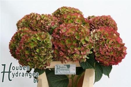 <h4>Hydr M Glowing Alps Cl</h4>