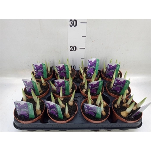 Iris reticulata 'Pixie'