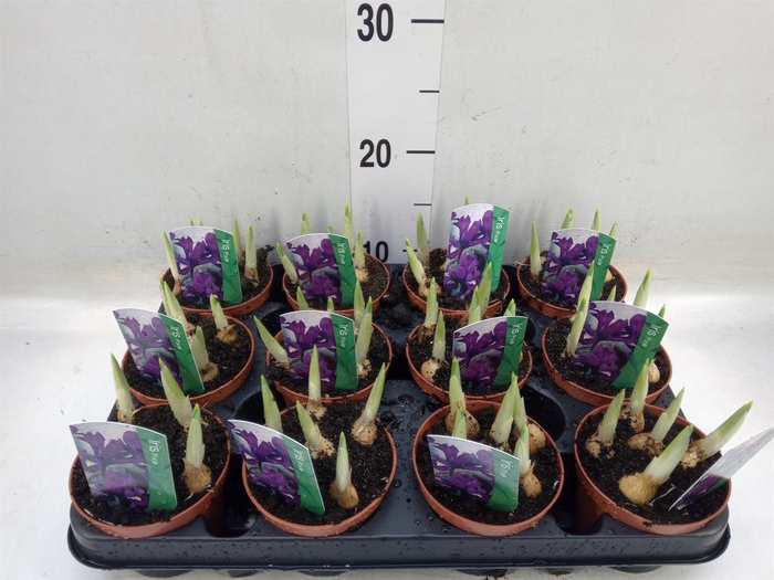 <h4>Iris reticulata 'Pixie'</h4>