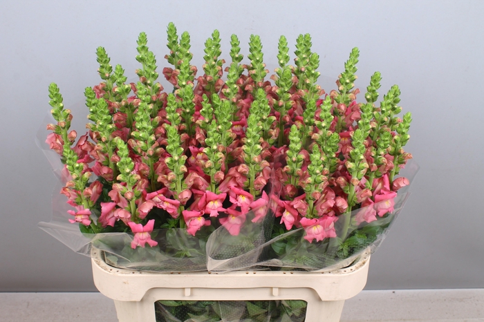 <h4>Antir Avignon C Rose</h4>