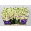 Matthiola incana StoX Yellow